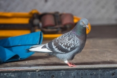 KAT_Linz2019_Kollinger-189