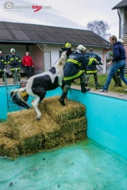 Pferd in Pool gestürzt