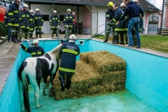 Pferd in Pool gestürzt