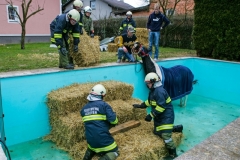 Pferd in Pool gestürzt