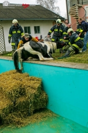 Pferd in Pool gestürzt