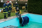 Pferd in Pool gestürzt