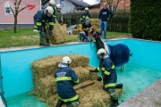 Pferd in Pool gestürzt