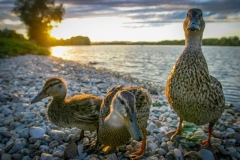 Entenfamilie