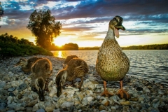 Entenfamilie