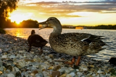 Entenfamilie